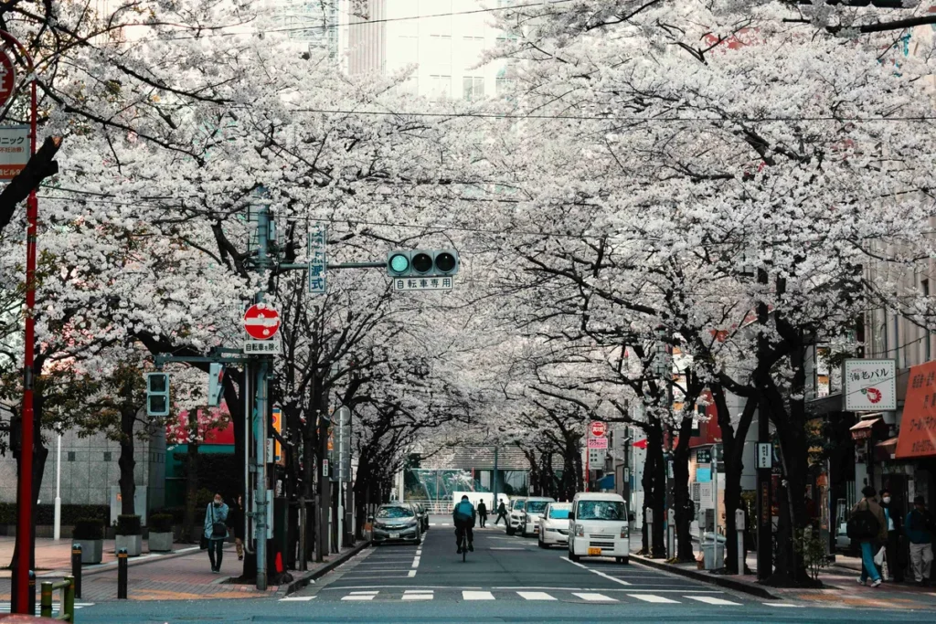 Kenapa Jepang Cocok Banget untuk Kaum Introvert? Sakura Blossoms Over City Street 5mYwDmY 1024x683